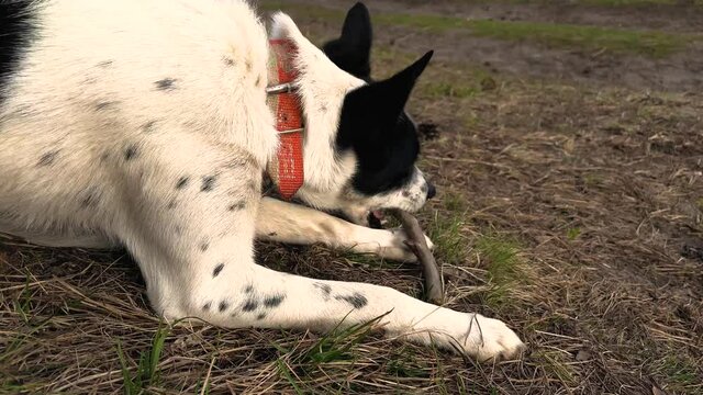 Dog picks up a stick from the ground and bites it, basenji health care, bad food for pet concept 4k footage
