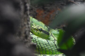 Large Green Snake