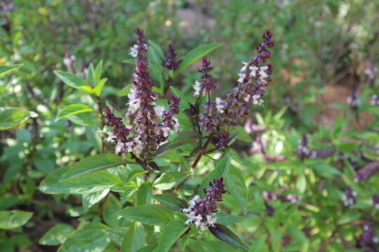Sweet Basil (Ocimum basilicum) other names - Common Basil, Thai Basil, Tropical Basil, Barberi, Munjariki, Tirunittru. Aromatic herbs.