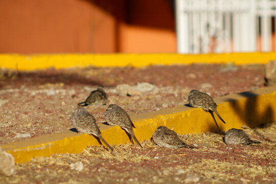 Tortolitas cola larga dormidas en la banqueta  (Columbina inca)