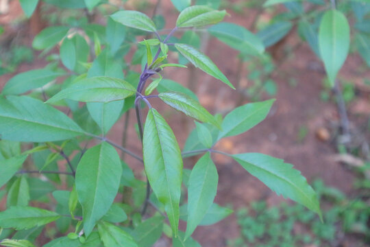 Vitex negundo, commonly known as the Chinese chastetree, five-leaved chaste tree, or horseshoe vitex, is a large aromatic shrub with quadrangular, densely whitish, tomentose branchlets.