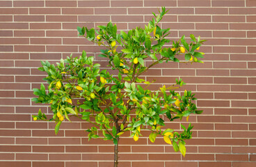 Kumquat tree, also called Genus Fortunella or Citrus sinensis.  Urban garden. Brick wall background.
