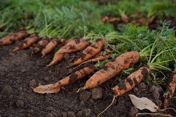 Fresh organic carrots with green leaves on the ground. Vegetables. Healthy eating.