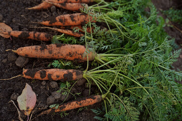 Fresh organic carrots with green leaves on the ground. Vegetables. Healthy eating.