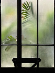 Burred monstera leaves behind Frosted glass of window cafe ,Burred green leaf background.