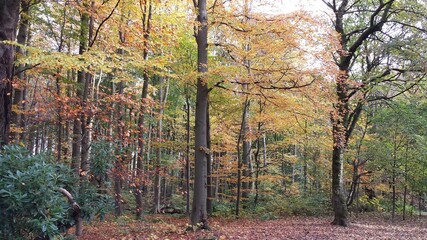 autumnal forest