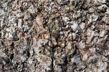 bark