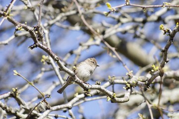 Un petit oiseau
