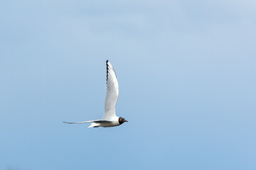 Black headed gull in flight against a neutral background