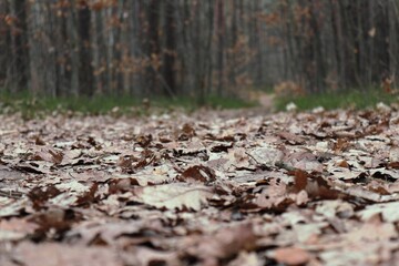 Suche liście w lesie