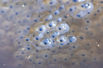 Cluster of frog eggs in a pond in early spring