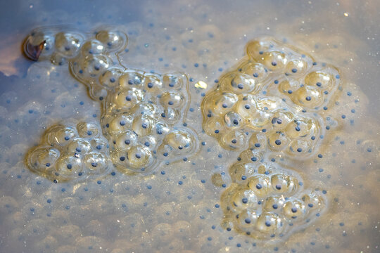 Cluster of frog eggs in a pond in early spring