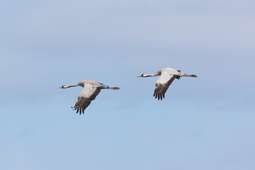 Two cranes flying against neutral background