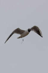 Black headed gull flying and releasing excrements in mid air
