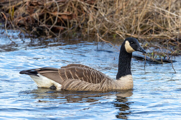 Canada goose swimming in a lake in Sweden, Scandinavia