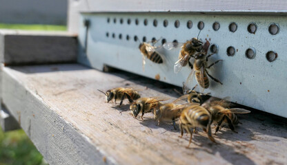 Abeilles gardiennes devant la ruche