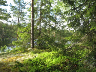 Obraz premium sunny forest in the morning