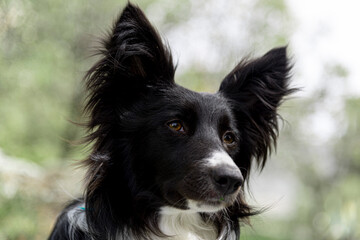 Border collie, perro pastor en la naturaleza.