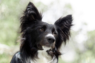 Border collie, perro pastor en la naturaleza.