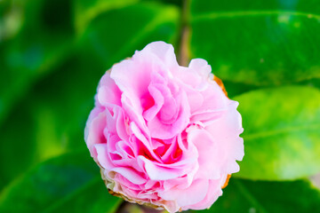 pink rose in the garden