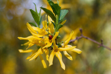 Forsiphy shrub tree beautifully flowering in yellow with an insect, ladybug