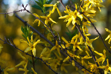 Forsythia shrub tree, genus olive, beautifully blooms in spring with yellow flowers
