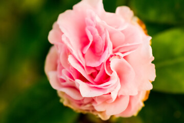 pink rose in garden