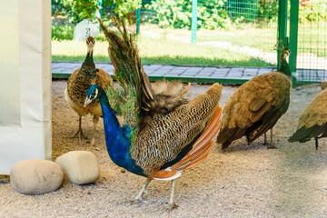 Multi colored peacock male on the gravel
