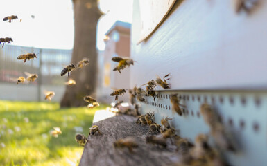 Vol d'abeilles chargées de pollen atterrissant sur la planche d'envol de la ruche 