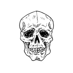 Skull frontal view, gravure style hand drawn vector ink drawing illustration
