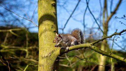 Grey Squirrel 