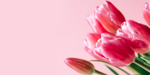 Fresh tulip flowers on a pink background.