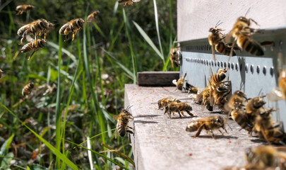 Vol d'abeilles chargées de pollen atterrissant sur la planche d'envol de la ruche 