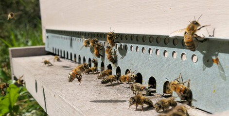 Vol d'abeilles atterrissant sur la planche d'envol de la ruche 