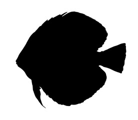 discus silhouette of a fish in a hand-drawn sketch style on a white background. Vector of the graphic element. Vector drawing of aquarium tropical fish from the series is suitable