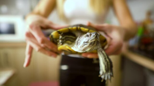 Women's vet on outstretched arms holding red-eared turtle.