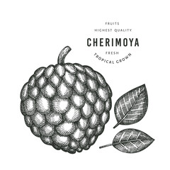 Hand drawn sketch style cherimoya. Organic fresh fruit vector illustration. Engraved style botanical picture.