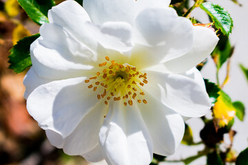 white cherry blossom