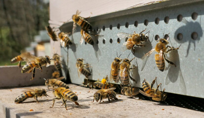 Atterrissage d'abeilles devant la ruche