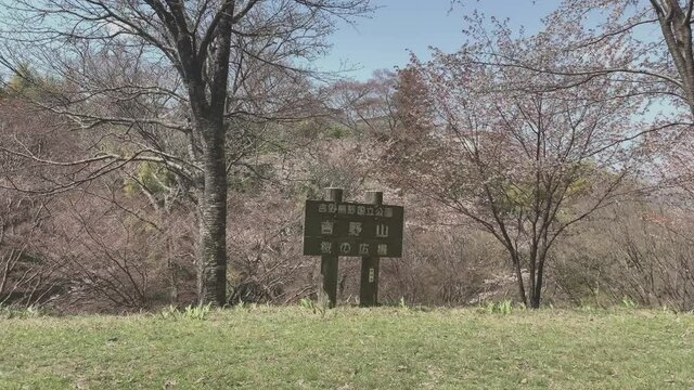 吉野山 桜 千本桜 日本三大桜 吉野熊野国立公園 奈良県