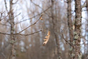 hoja de roble a punto de caer