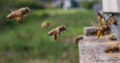 Abeille en vol à l'approche de la ruche