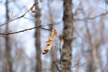 hoja de roble a punto de caer