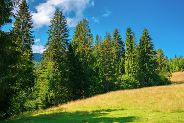Fototapeta na wymiar fir forest on the green grassy meadow. beautiful mountain landscape in summertime. good sunny weather with fluffy clouds on the sky at noon. carpathian countryside in mid summer