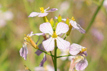 flowers in spring
