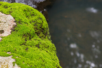 closeup moss accumulation on the stone