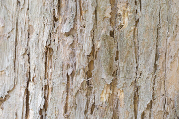 Teak bark texture fine quality wood