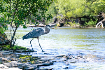 Great blue heron with a fish bouncing in its mouth