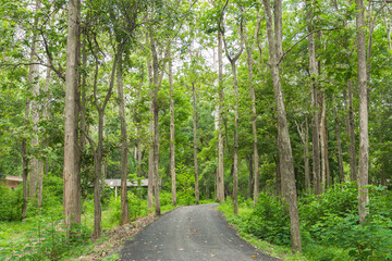 Blurred Background Image Trees Forest