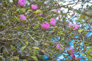 Bayahibe Flower with beautiful bookeh